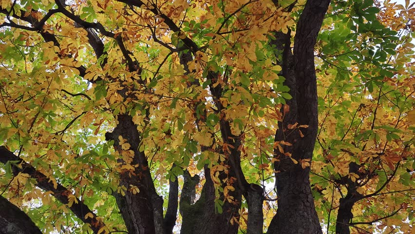 Autumn chestnut leaves above Walensee Switzerland