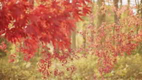 Windy autumn day in forest. Leaves dropping from trees. Autumn forest in windy motion. Blurred wind movement in foliage. Falling leaves in forest wind. Colorful leaves moving in blur. - Powered by Shutterstock - Get 15% off with code: PIKWIZARD15