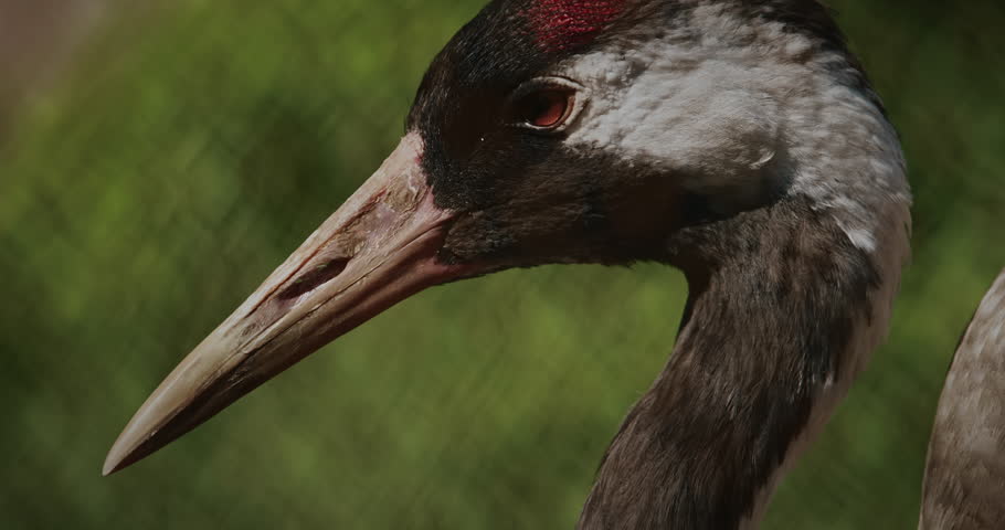 A close-up view of crane showcasing its intricate feather patterns and vibrant colors. slow motion footage,