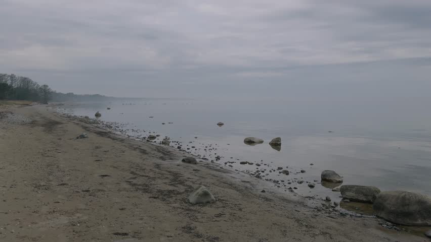 The Baltic coast with a tree on the shore and stones in the water. A tree near the water line on the Baltic coast in Latvia. Calm on the water in early spring. The stones are large in the water.