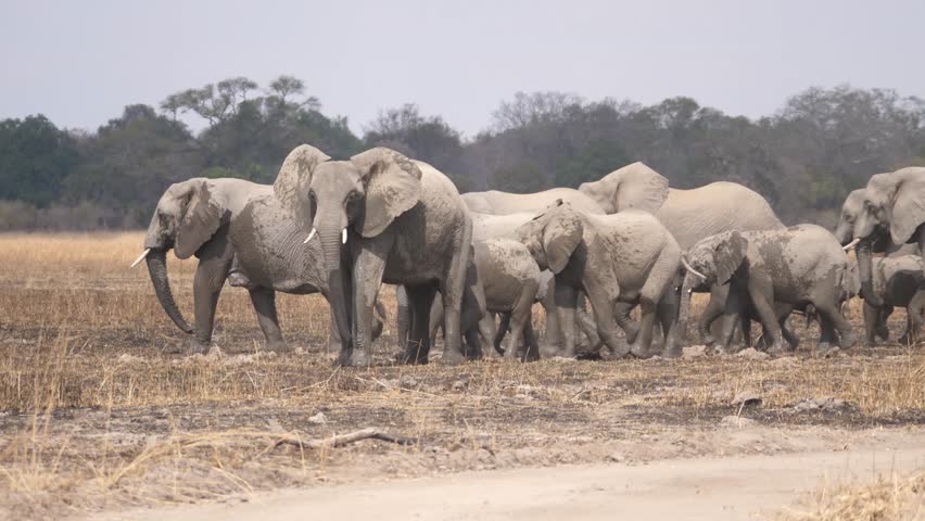 Herd of elephants at kafue national park in Zambia