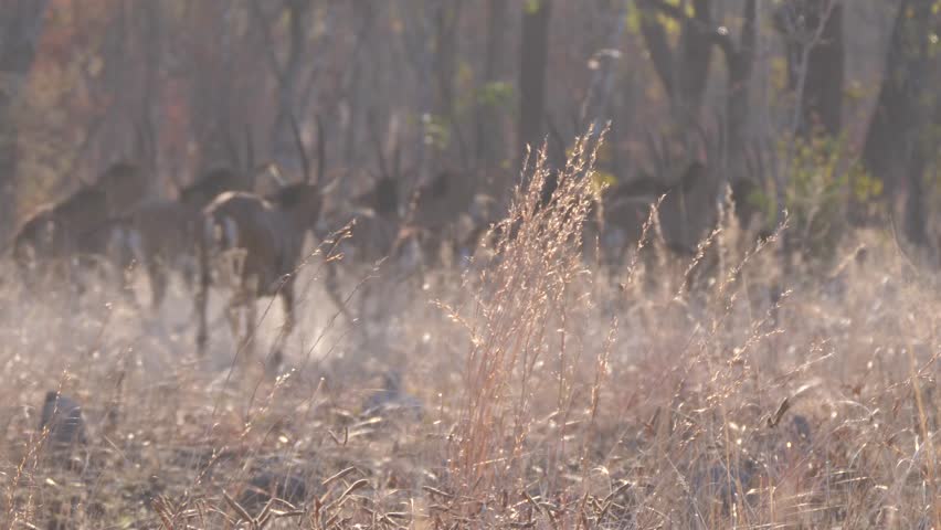 Herd of gemsbok running away at kafue national park in Zambia