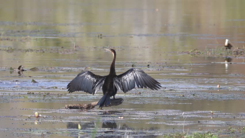 cormorant at lake at kafue national park in Zambia