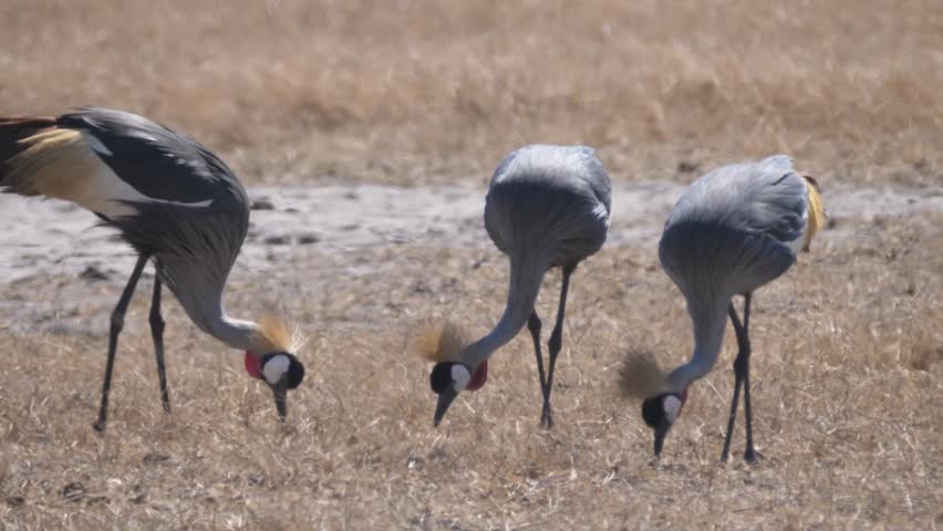 Three Grey Crowned Cranes at Liuwa Plain National Park in Zambia
