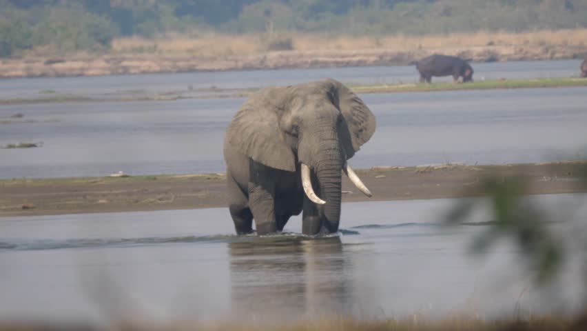 Elephant in a lake at Lower Zambezi National Park in Zambia