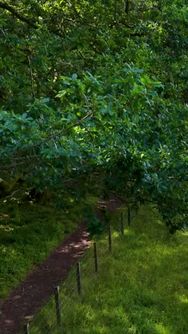 Drone glides above green forest, revealing winding river, sunlit landscape, and distant hills