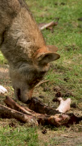 Wild wolf tears at animal bones in daylight, grassy forest clearing, natural behavior, steady camera