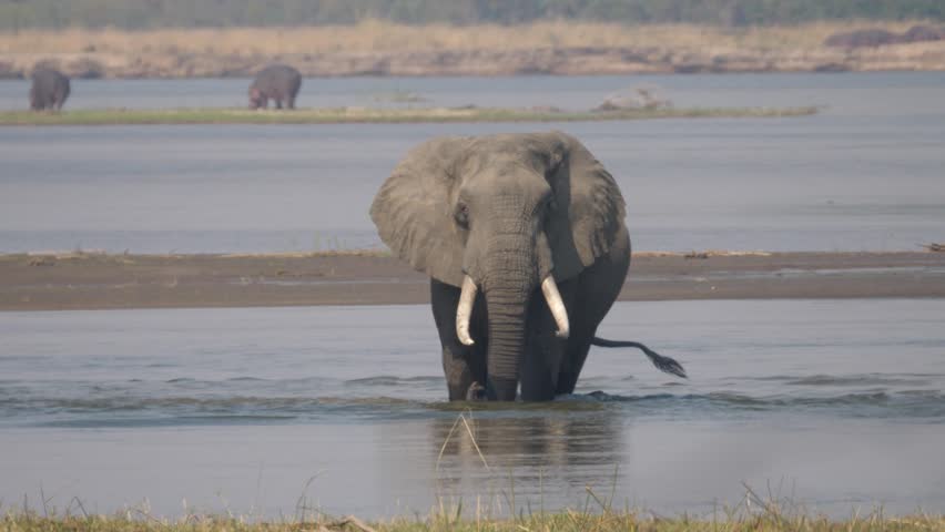 Elephant in a lake at Lower Zambezi National Park in Zambia