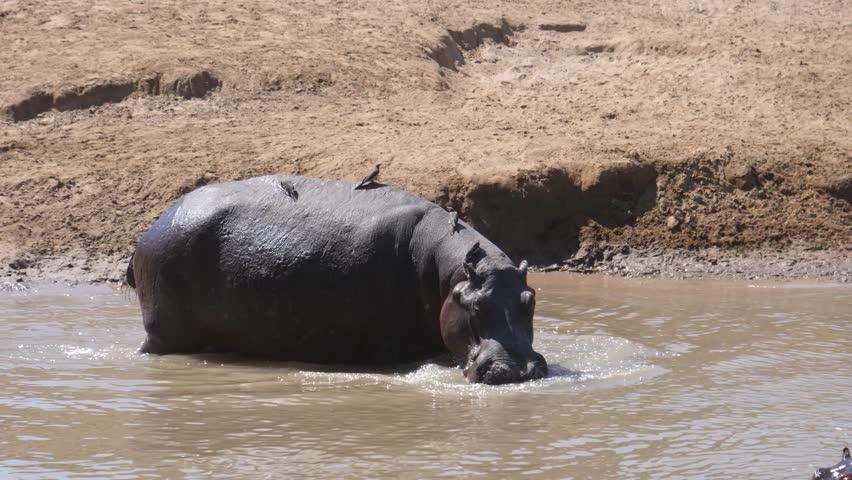 Herd of hippos in a pond at Lower Zambezi National Park in Zambia
