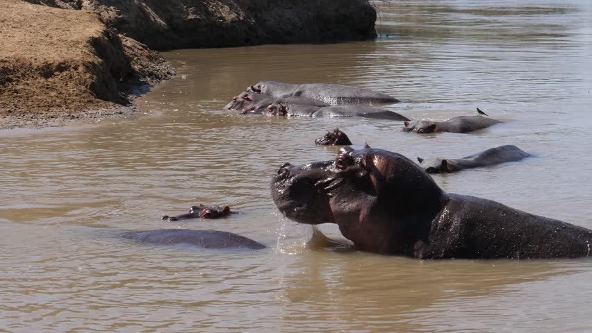 Herd of hippos in a pond at Lower Zambezi National Park in Zambia