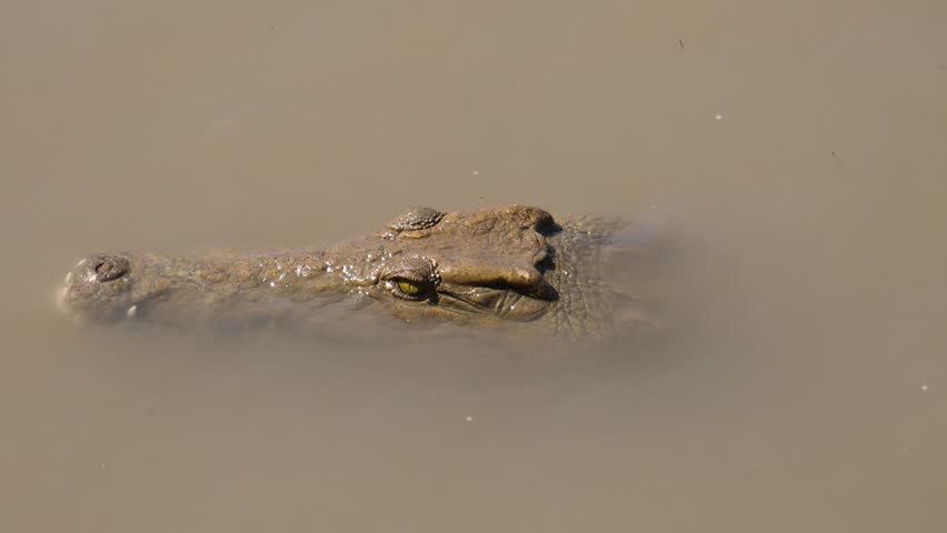 Crocodile in a lake at Lower Zambezi National Park in Zambia