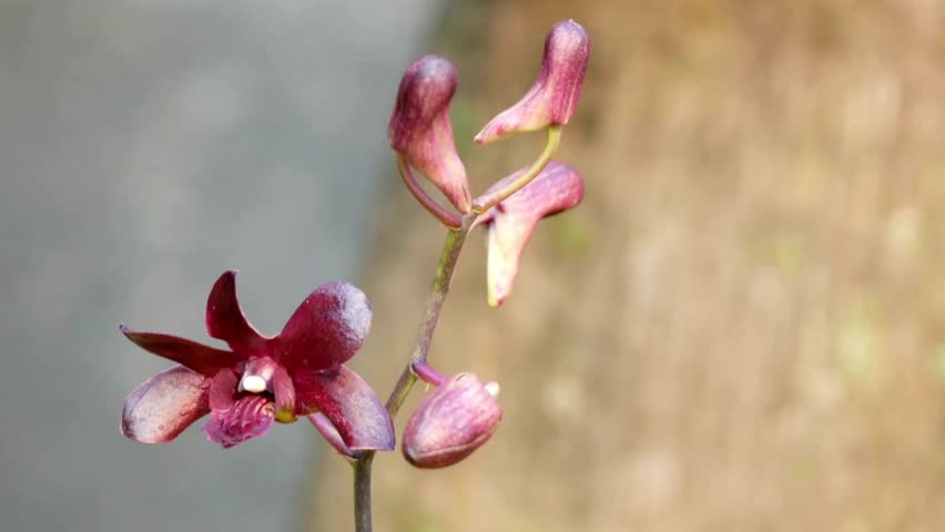 Close up of a beautiful burgundy orchid flower with buds in soft natural light