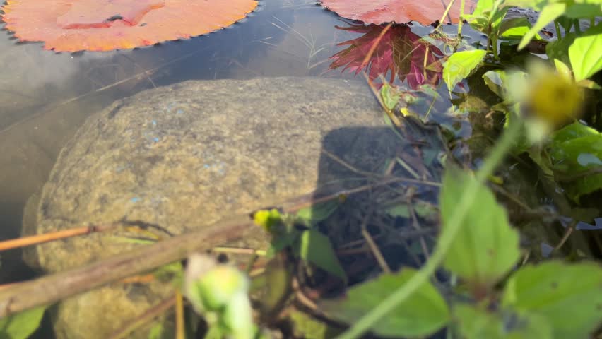 Pink tropical water lily rising above lily pads in a shallow pond with reeds and warm morning light.