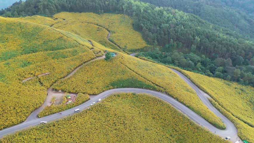 Aerial view of winding road through hills covered in blooming yellow wildflowers
