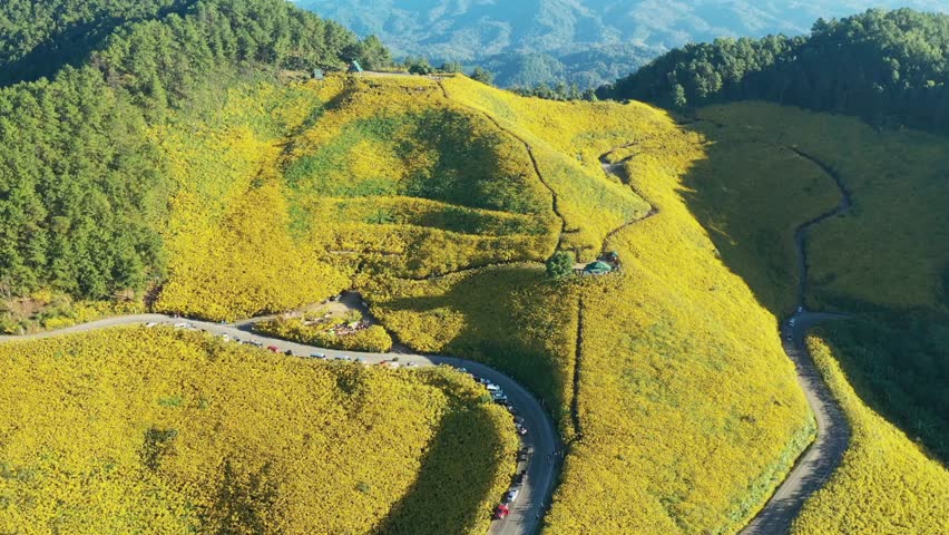 Aerial view of yellow flower fields on hillsides with winding roads in sunlight