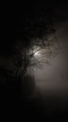 Mysterious Tree Silhouetted by Light in a Foggy Nocturnal Environment, vertical video