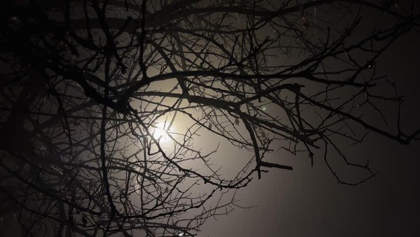 Gloomy tree branches silhouetted against a foggy and mysterious night sky