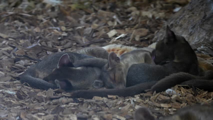 Fossa Pups (Cryptoprocta Ferox) Sleeping Together in a Cozy Pile