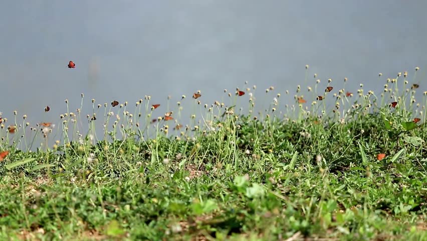 Butterflies fluttering among wildflowers on a grassy bank near a body of water