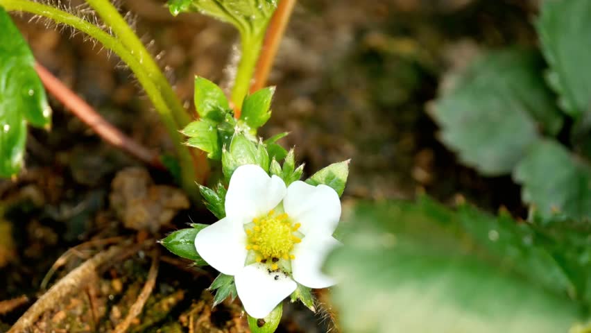 Delicate strawberry blossom with white petals and yellow center in a garden setting