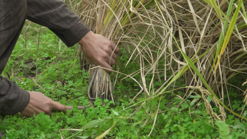 Image of rice harvesting by hand