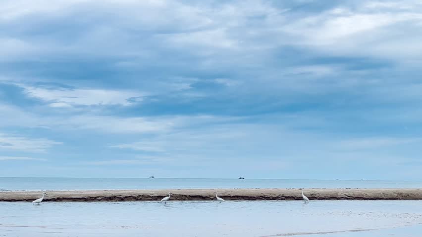 White little egret on beach