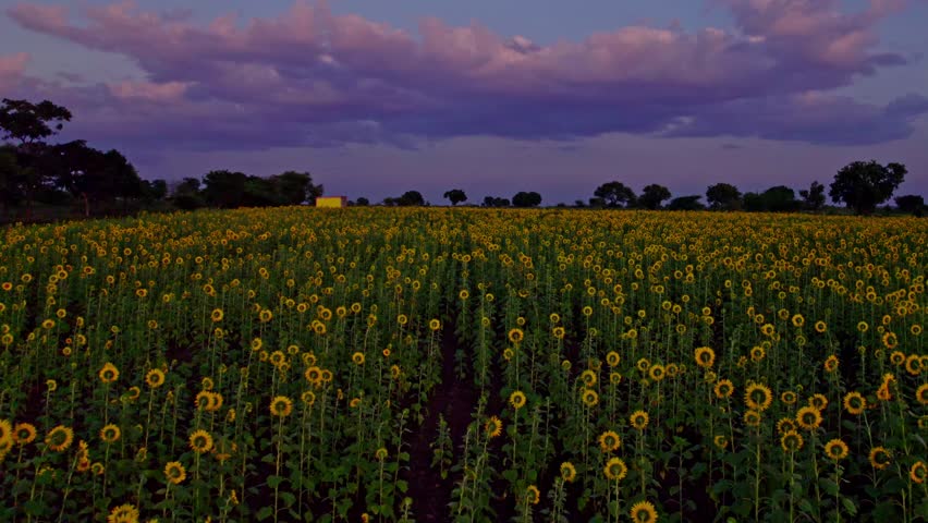 Vast Sunflower Field (Back View) at Sunset Under Cloudy Sky. evening time, blue hour, push in shot, drone shot, 4k.