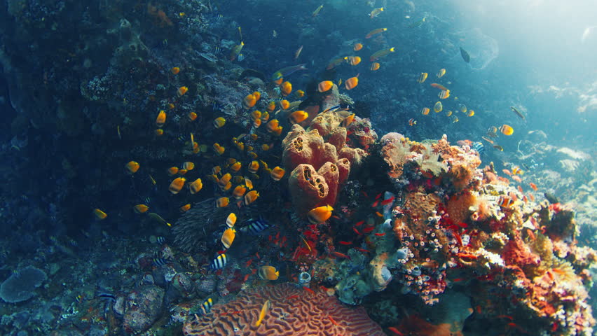 Freediver enjoys rich and fishy coral reef in Indonesia. Coral reef underwater near the Alor island in Indonesia