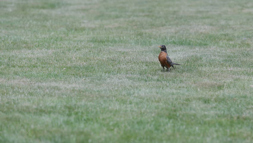 A robin stands on grass, peaceful mood, early morning nature scene