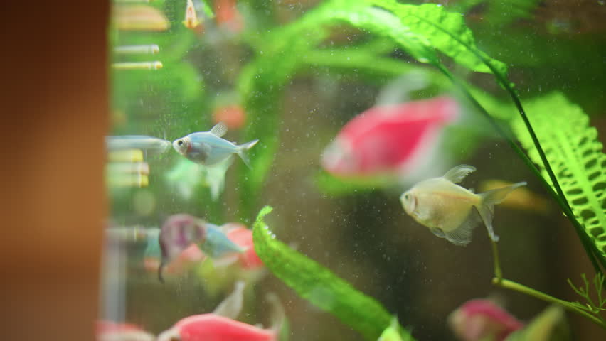 Group of colorful tropical fish swimming inside home aquarium with green plants bubbles and reflections on glass surface creating vibrant underwater scene with natural movement aquatic beauty