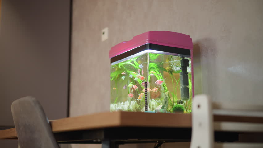 Person in striped pants stands near pink aquarium filled with colorful tropical fish, green plants, rocks, and seashells on wooden table in cozy indoor room with calm warm atmosphere and soft lighting