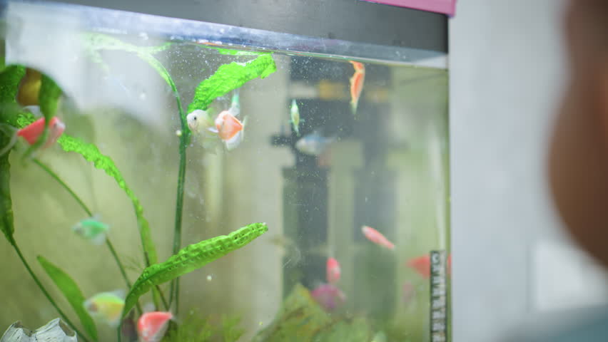 Colorful tropical fish swim inside aquarium with green plants and decorative stones while child face is visible on side, watching aquatic life with curiosity and wonder in bright indoor environment
