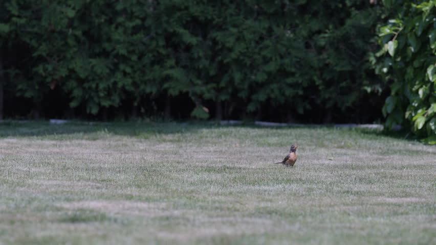 Robin standing on grass in a serene outdoor setting, peaceful mood
