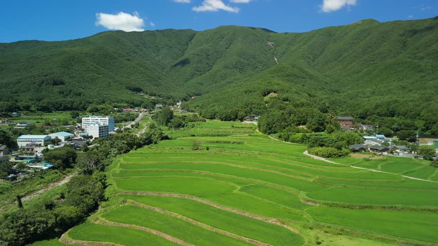 Aerial shot of lush green rice terraces and a peaceful village surrounded by vibrant mountains in Korea, perfect for showcasing rural landscapes, Asian travel, and sustainable agriculture.