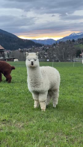 Cute white alpaca looking at the camera and walking on a green meadow with mountains in the background