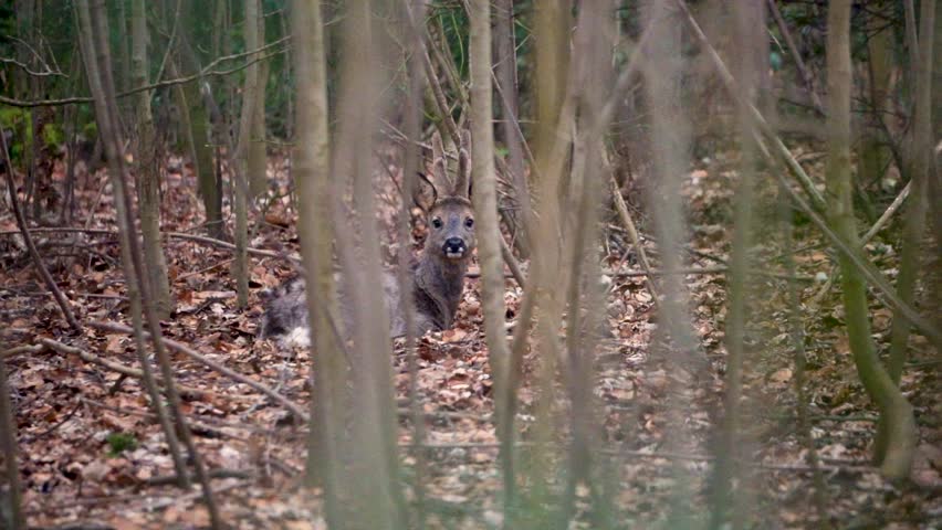 Roe deer (Capreolus capreolus) resting quietly among trees in dense forest, wildlife photography capturing calm and natural woodland habitat.