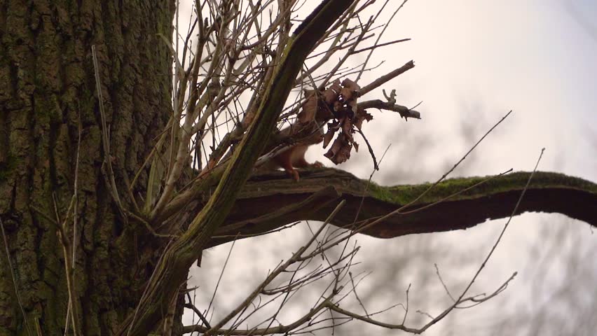 Curious Eurasian red squirrel climbing up a large tree with a nut. Winter forest wildlife scene, detailed nature photo. (Sciurus vulgaris)
