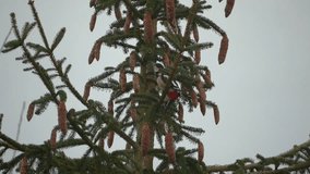 Woodpecker (Dendrocopos major) exploring a spruce tree crown filled with hanging pine cones. - Powered by Shutterstock - Get 15% off with code: PIKWIZARD15