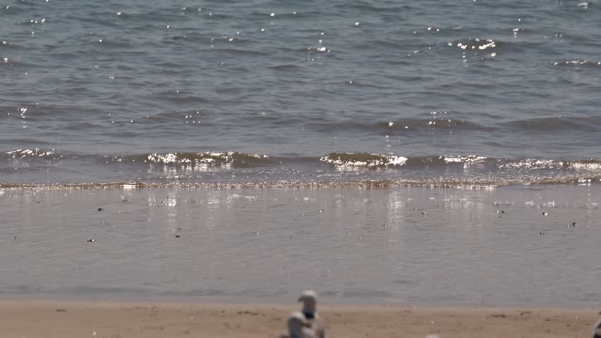 Seagulls standing on a sandy beach with sparkling ocean waves in the background.