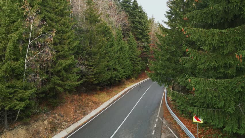 Ascending On The Paved Road Across The Conifer Forest During Autumn In Romania. Aerial Shot