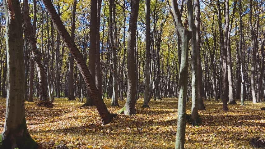 An autumn deciduous forest with fallen leaves on the ground on a sunny day. A walk in the forest.