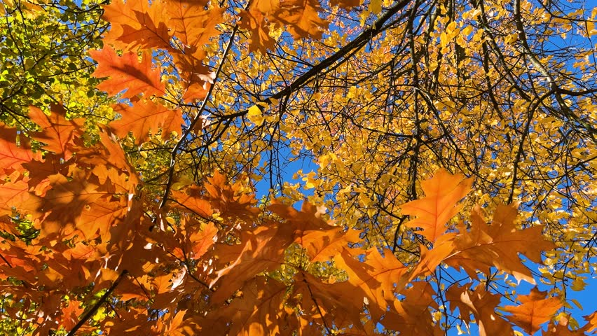 The bright orange leaves of the quercus rubra (northern red oak) tree flutter in the wind against a backdrop of autumn trees and a bright blue sky. Video footage from a low angle.