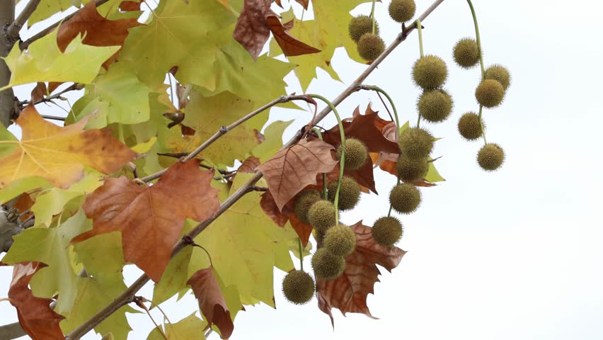 A close-up of plane tree branches showing yellow and brown autumn leaves with clusters of spherical hanging seed pods
