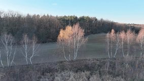 Panoramic view of a winter forest clearing with hoarfrost-covered birches and conifer trees against a clear blue sky - Powered by Shutterstock - Get 15% off with code: PIKWIZARD15