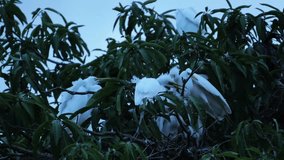 White Heron Birds Roosting on Tree Foliage at Evening - Powered by Shutterstock - Get 15% off with code: PIKWIZARD15
