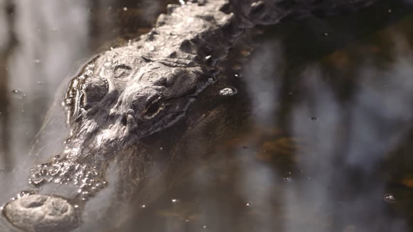 Alligator Lurking in Murky Swamp Water
