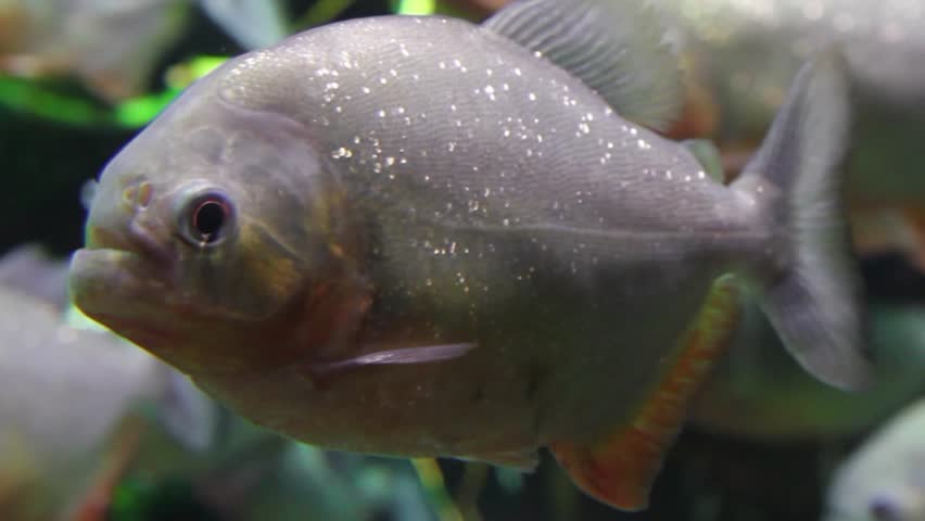 Close-up of a Red-Bellied Piranha in an Aquarium
