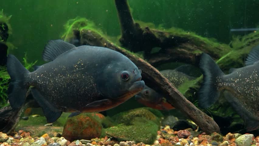Red-Bellied Piranhas Swimming in an Aquarium
