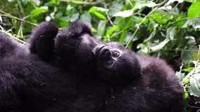 Playful Baby Gorilla Resting on its Mother's Back
 - Powered by Shutterstock - Get 15% off with code: PIKWIZARD15