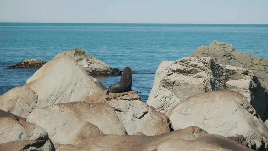 A single gray seal is sitting on a rock at a bright sunny day, facing the beautiful blue ocean, while his back to the camera, as if it is guarding the family. a 4K video clip, Kaikoura, New Zealand.